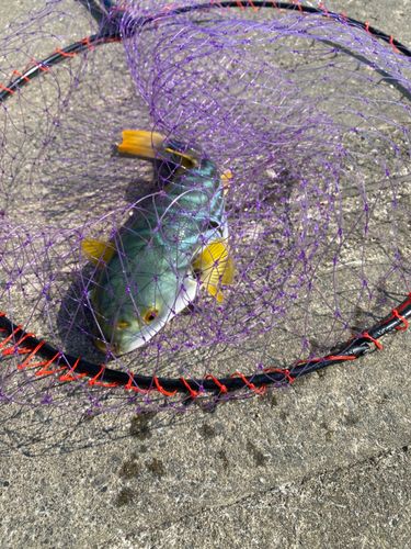 シマフグの釣果
