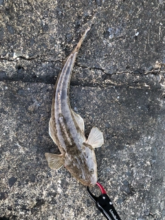 マゴチの釣果