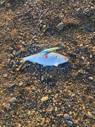 コノシロの釣果