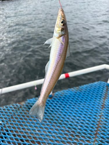 シロギスの釣果