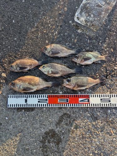 メバルの釣果