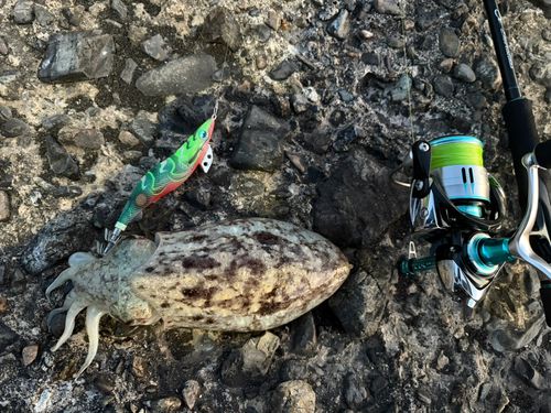 コウイカの釣果