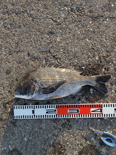 チヌの釣果