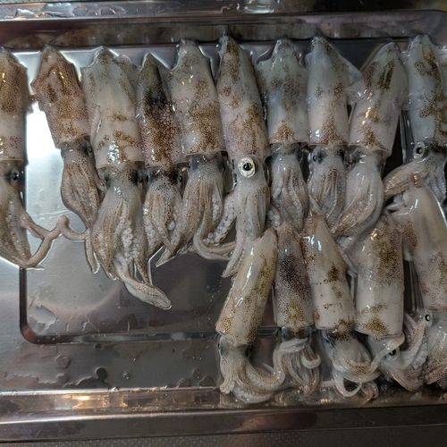 イカの釣果