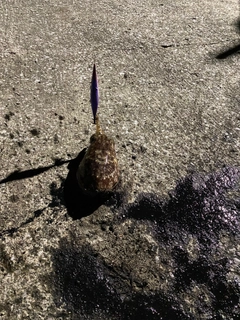 コウイカの釣果