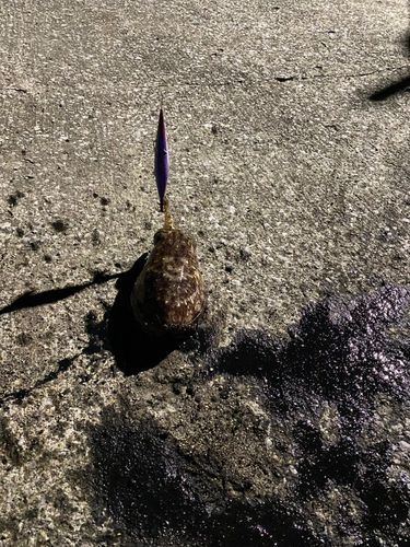 コウイカの釣果
