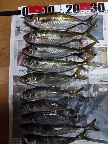 アジの釣果