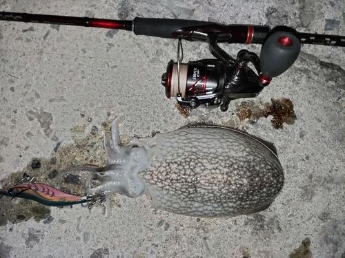 シリヤケイカの釣果