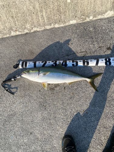 ワラサの釣果