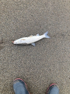 ウグイの釣果