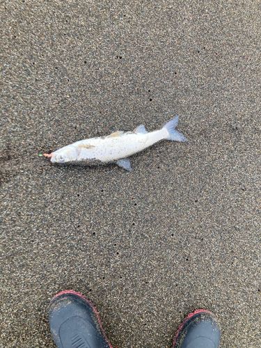 ウグイの釣果