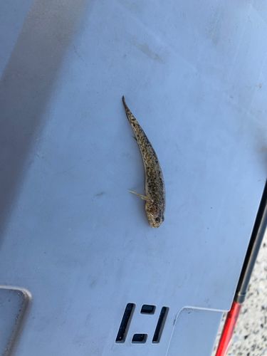 マハゼの釣果