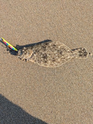 ソゲの釣果