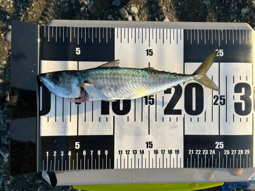サバの釣果