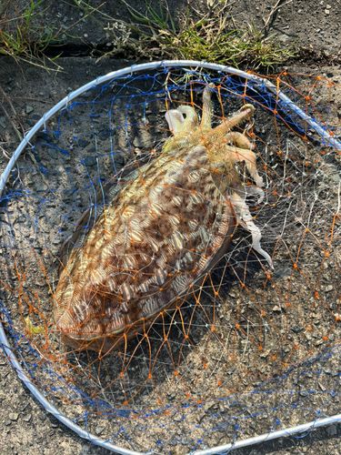 イスズミの釣果