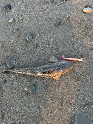 マゴチの釣果