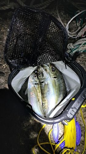 アジの釣果