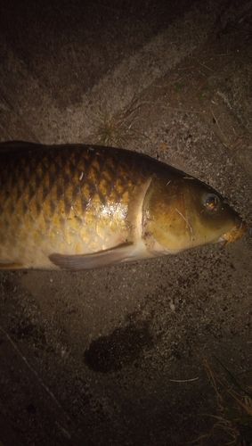 コイの釣果