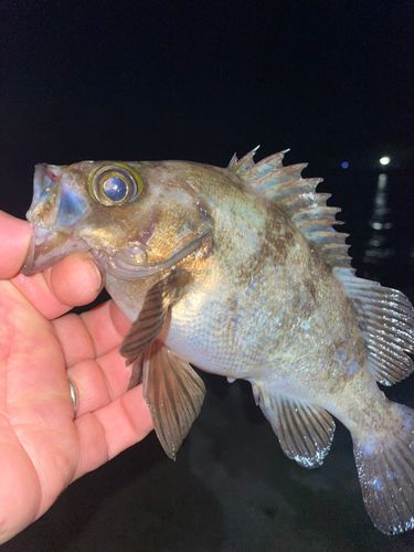 メバルの釣果