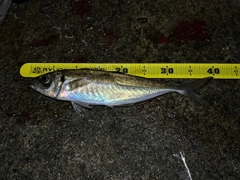 マアジの釣果