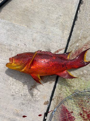 バラハタの釣果