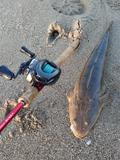 マゴチの釣果