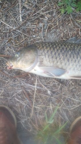 コイの釣果