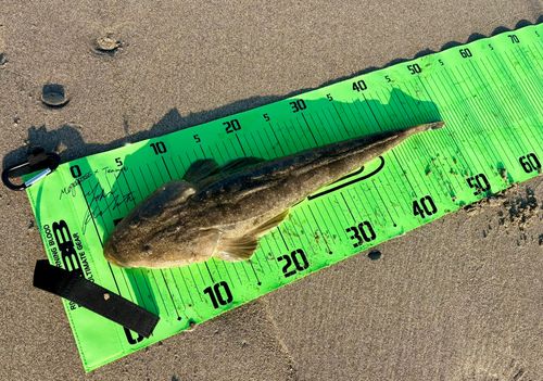 マゴチの釣果