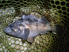 クロソイの釣果