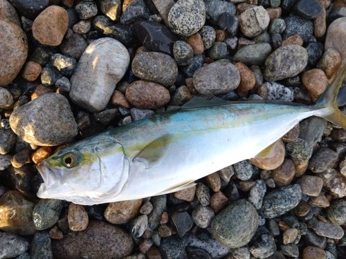 ツバイソの釣果