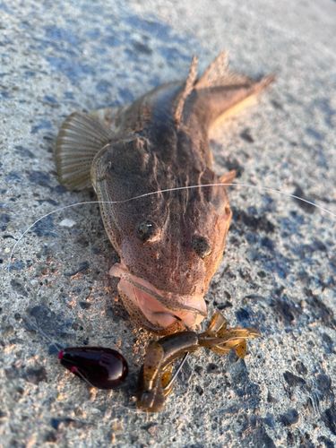マゴチの釣果