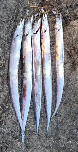 タチウオの釣果
