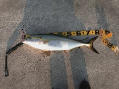 ブリの釣果