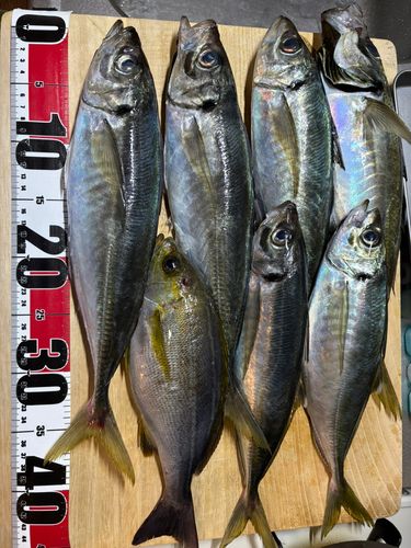 アジの釣果