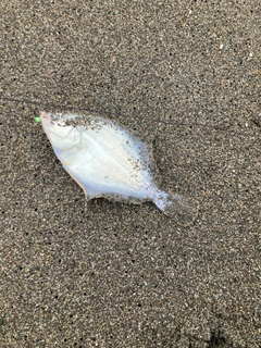 イシガレイの釣果