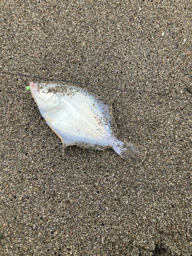 イシガレイの釣果