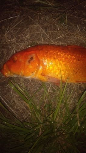 コイの釣果