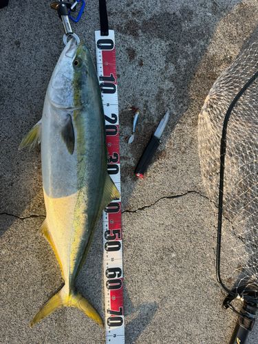ハマチの釣果