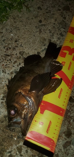 メバルの釣果