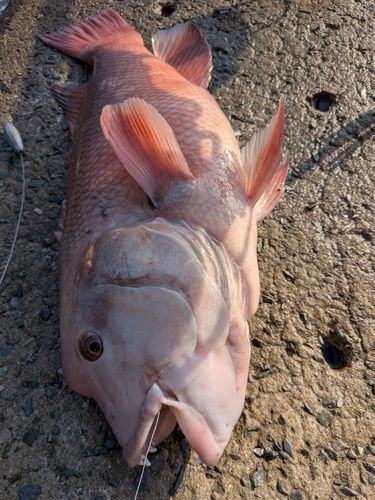 コブダイの釣果