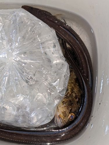 マアナゴの釣果