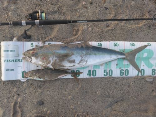 ワラサの釣果