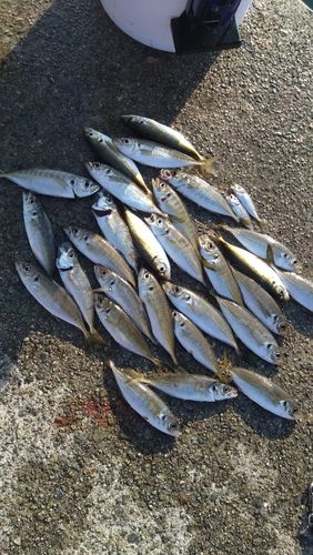 アジの釣果