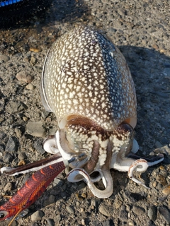 シリヤケイカの釣果