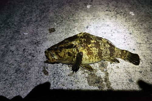 ベッコウゾイの釣果