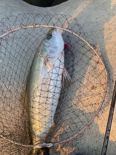 メジロの釣果
