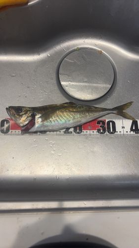 マアジの釣果