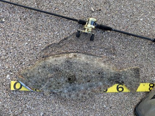ヒラメの釣果