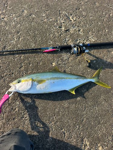 ワラサの釣果