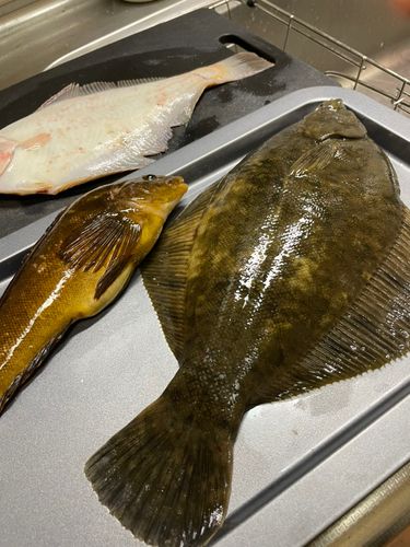 クロガシラガレイの釣果